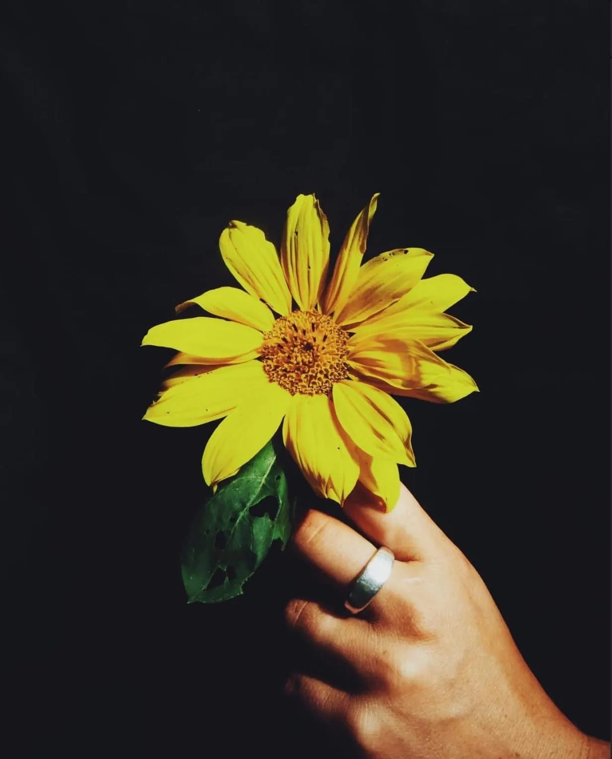 En hand med silverring håller en gul blomma mot svart bakgrund.